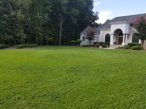 Sod for Sale Sod Pallets for Delivery